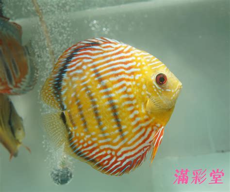 神仙魚 混養|七彩神仙魚混養原則及注意